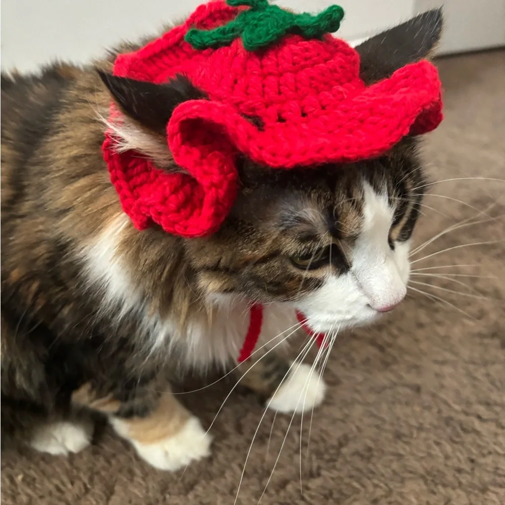 Crochet hat for cat 🍅 🐈